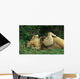 LION AU REPOS Wall Mural