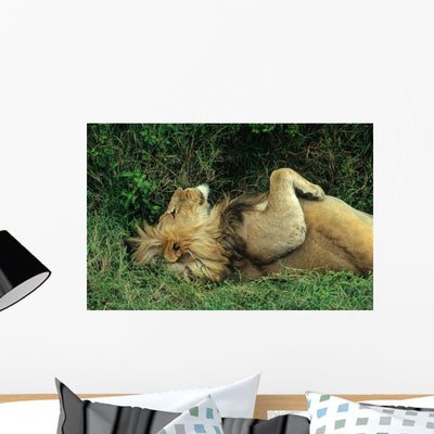 Calmest Resting Lion Wall Mural shown on a wall