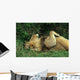 LION AU REPOS Wall Mural