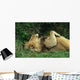 LION AU REPOS Wall Mural