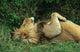 LION AU REPOS Wall Mural