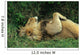 LION AU REPOS Wall Mural