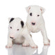 Bull Terrier Puppies Wall Decal