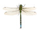 dragonfly Wall Decal