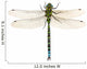 dragonfly Wall Decal