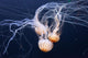Three Swimming Ocean Jellyfish Wall Decal