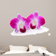 Purple Orchid Flower White