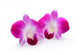 Purple Orchid Flower White