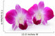 Purple Orchid Flower White