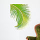 coconut palm Wall Decal