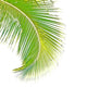 coconut palm Wall Decal