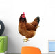 Chicken One Chicken Wall Decal