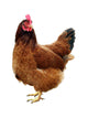 Chicken One Chicken Wall Decal