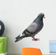 The grey pigeon Wall Decal