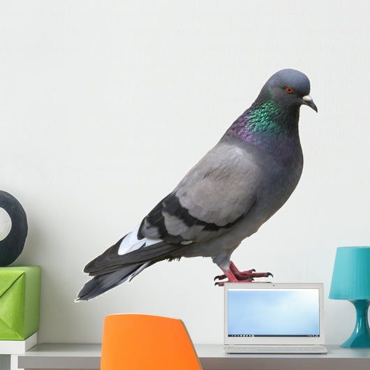 The grey pigeon Wall Decal