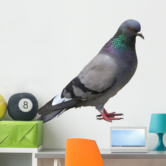 The grey pigeon Wall Decal