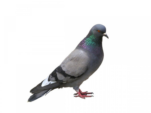 The grey pigeon Wall Decal