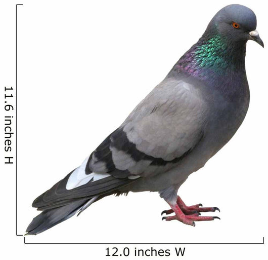 The grey pigeon Wall Decal