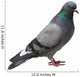 The grey pigeon Wall Decal