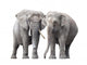 Pair Elephants White