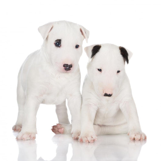 White English Bull Terrier Puppies Wall Decal