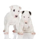 White English Bull Terrier Puppies Wall Decal