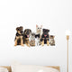 Cat and Dog