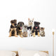Cat and Dog