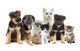 Cat and Dog