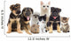 Cat and Dog