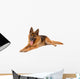 Funny Cute Dog White