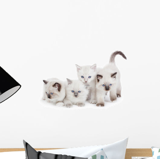 Cute Ragdoll kittens Wall Decal