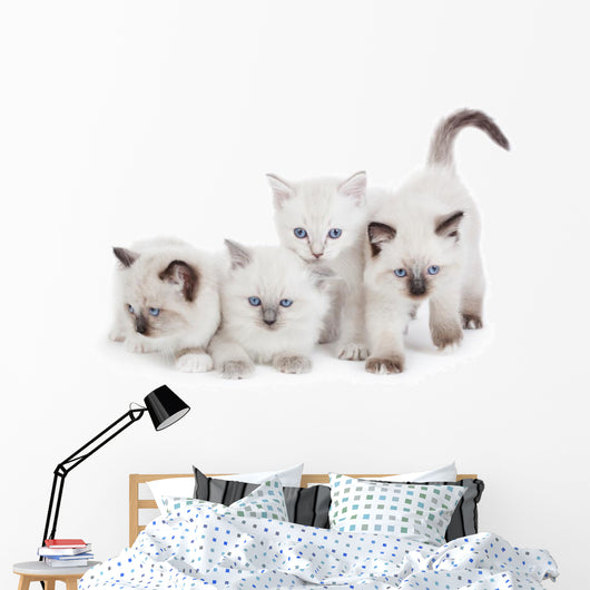 Cute Ragdoll kittens Wall Decal