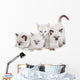 Cute Ragdoll kittens Wall Decal