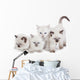 Cute Ragdoll kittens Wall Decal