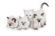 Cute Ragdoll kittens Wall Decal