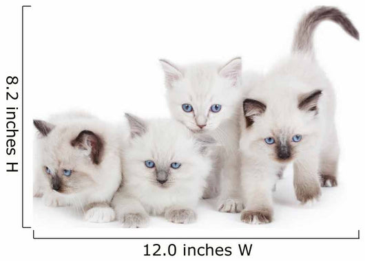 Cute Ragdoll kittens Wall Decal