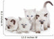 Cute Ragdoll kittens Wall Decal