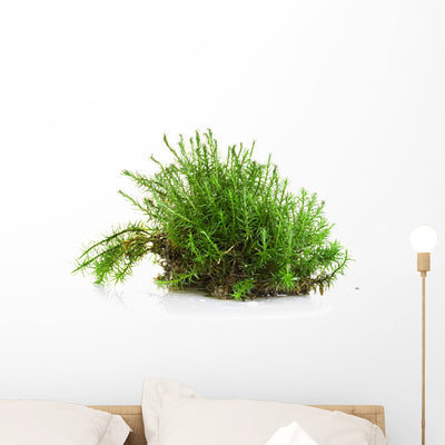 Green Moss Wall Decal shown on a wall