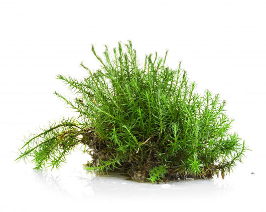 Green moss Wall Decal