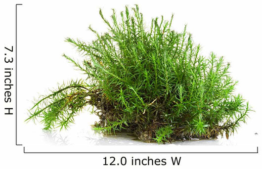 Green moss Wall Decal