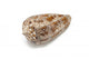 Conus Aulicussea Shell White