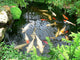 Koi Carp in a Pond Wall Mural