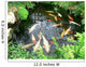 Koi Carp in a Pond Wall Mural