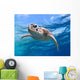 face close up of a green sea turtle Wall Mural