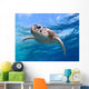 face close up of a green sea turtle Wall Mural