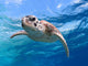 face close up of a green sea turtle Wall Mural