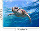 face close up of a green sea turtle Wall Mural