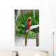 Image Colorful Parrot