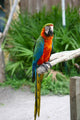 Image Colorful Parrot